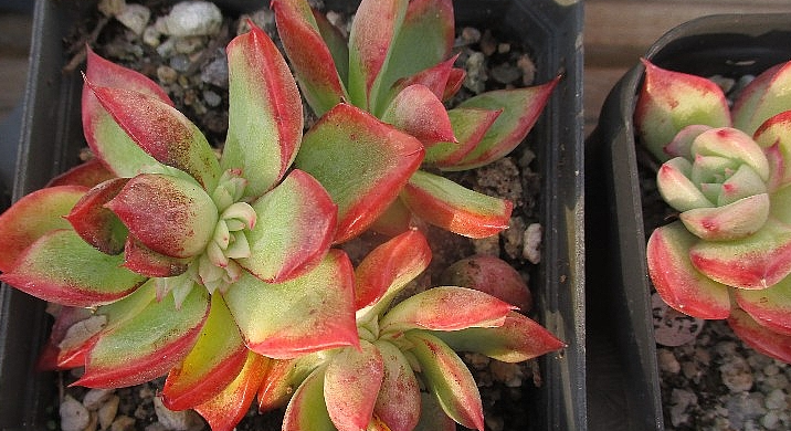 Echeveria Floriditi 10 Pieces Seeds