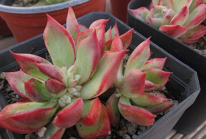 Echeveria Floriditi 10 Pieces Seeds