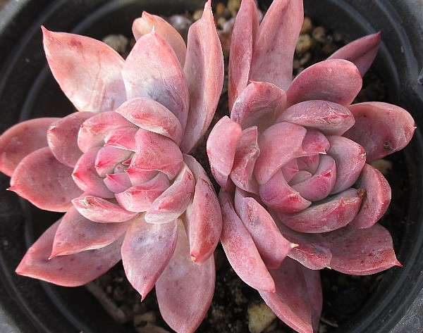 Echeveria Alba Beauty 10 Pieces Seeds