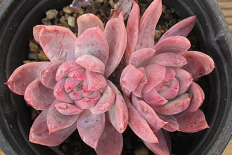 Echeveria Alba Beauty 10 Pieces Seeds