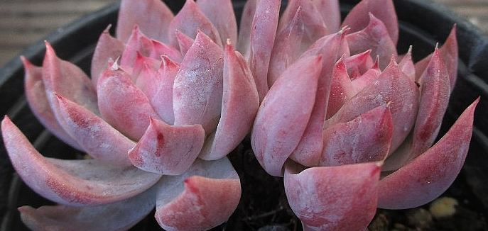 Echeveria Alba Beauty 10 Pieces Seeds