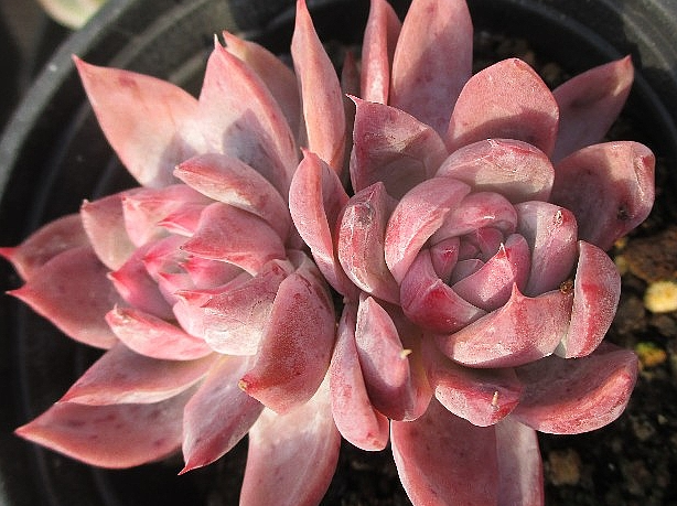 Echeveria Alba Beauty 10 Pieces Seeds