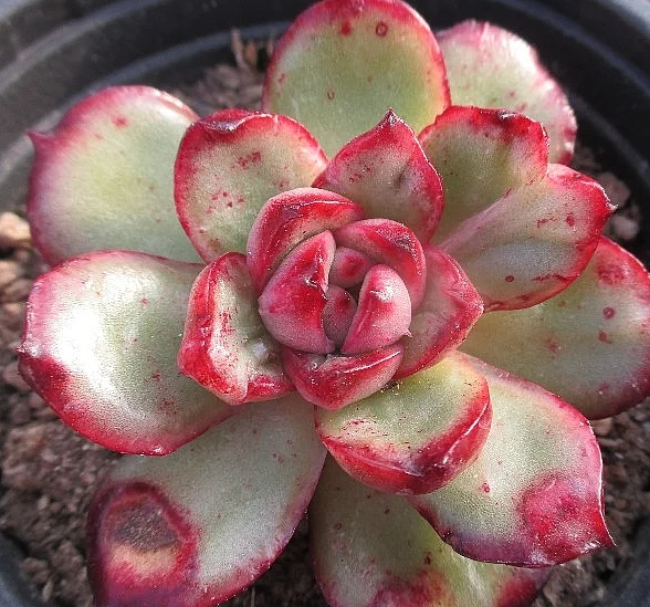 Echeveria Puli-Lindsayana 10 Pieces Seeds