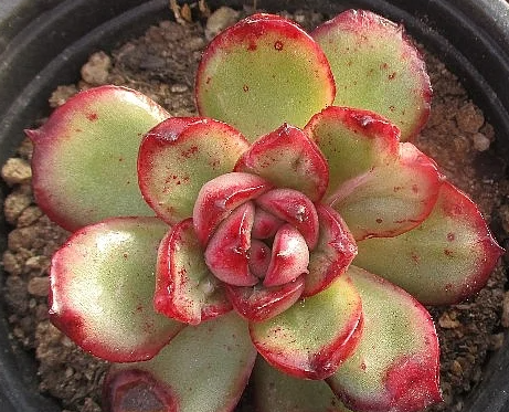 Echeveria Puli-Lindsayana 10 Pieces Seeds