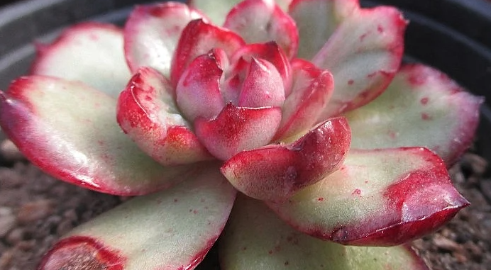 Echeveria Puli-Lindsayana 10 Pieces Seeds