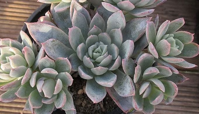 Echeveria Violet Queen 10 Pieces Seeds