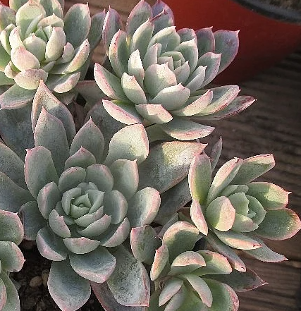 Echeveria Violet Queen 10 Pieces Seeds