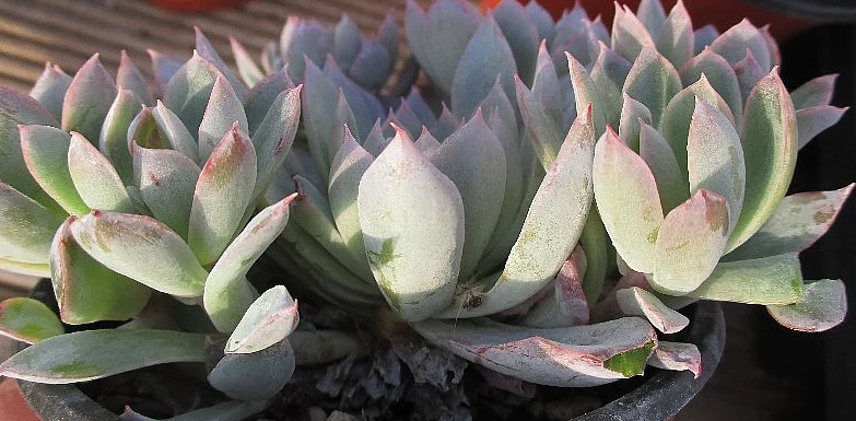 Echeveria Violet Queen 10 Pieces Seeds