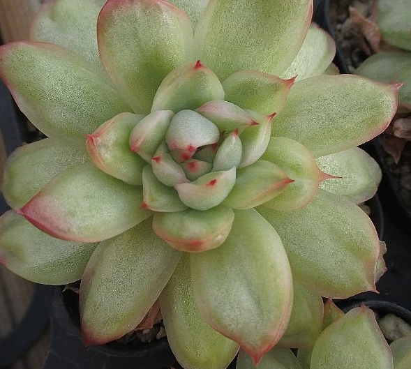 Echeveria Ice Age 10 Pieces Seeds