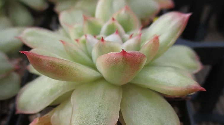 Echeveria Ice Age 10 Pieces Seeds