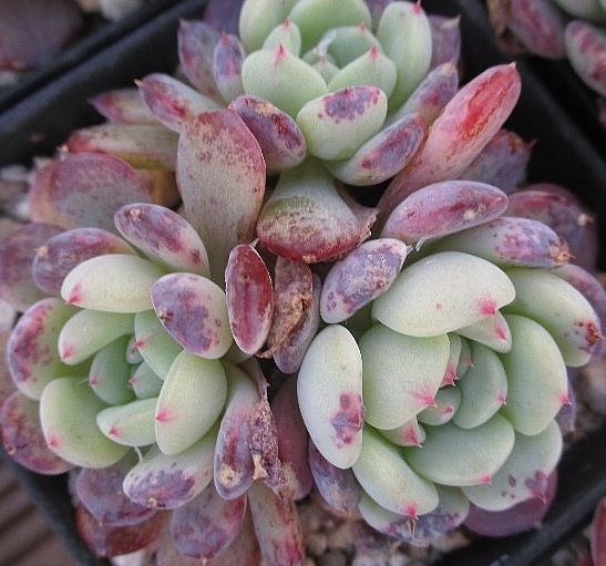 Echeveria White farm 10 Pieces Seeds