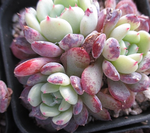 Echeveria White farm 10 Pieces Seeds