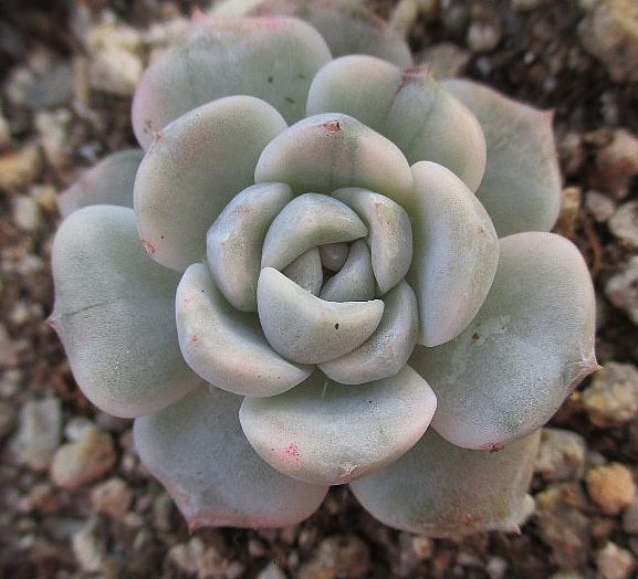 Echeveria Tainyberger 10 Pieces Seeds