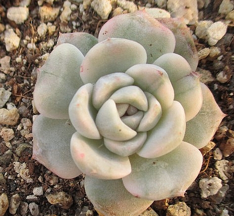 Echeveria Tainyberger 10 Pieces Seeds