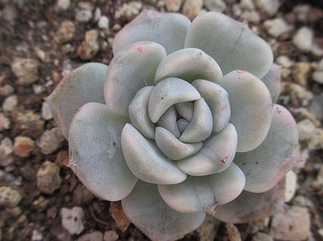 Echeveria Tainyberger 10 Pieces Seeds