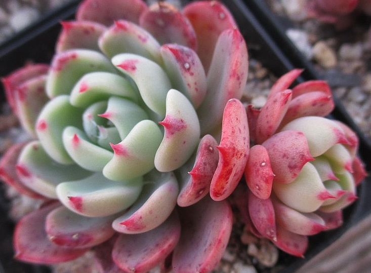 Echeveria nanahukumini 10 Pieces Seeds