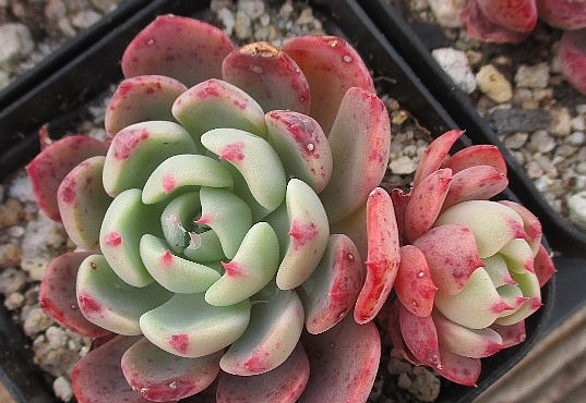 Echeveria nanahukumini 10 Pieces Seeds