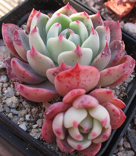 Echeveria nanahukumini 10 Pieces Seeds