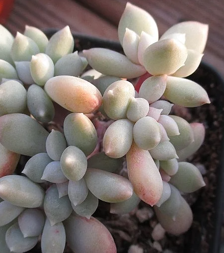 Echeveria Snow Queen 10 Pieces Seeds