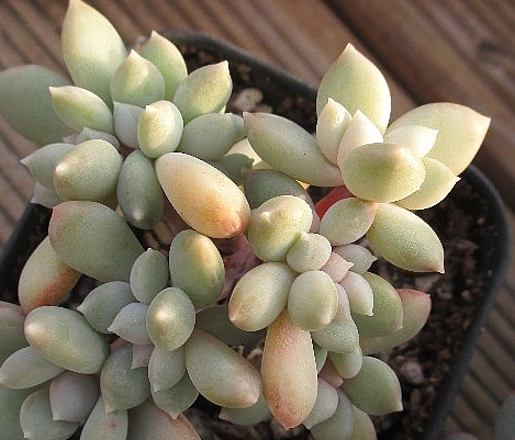 Echeveria Snow Queen 10 Pieces Seeds