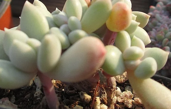 Echeveria Snow Queen 10 Pieces Seeds