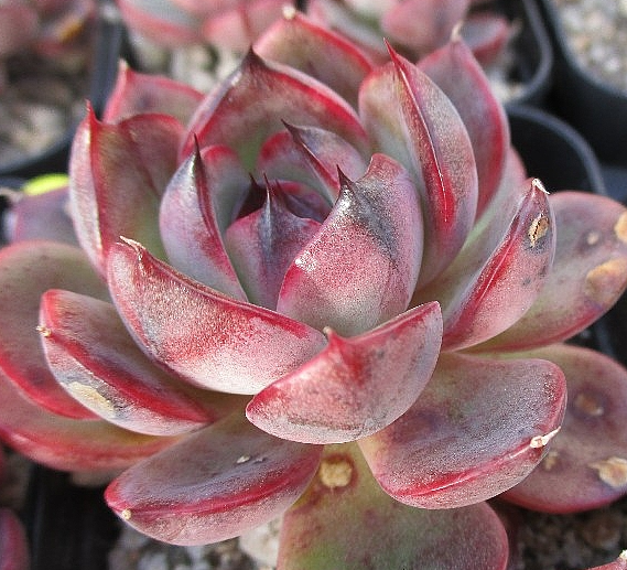 Echeveria Spicy 10 Pieces Seeds