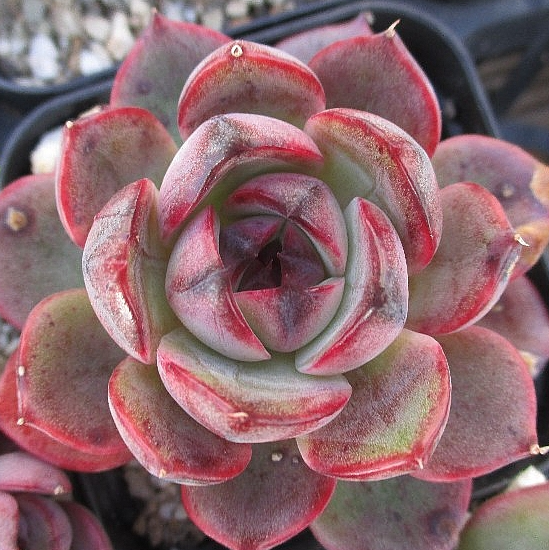 Echeveria Spicy 10 Pieces Seeds