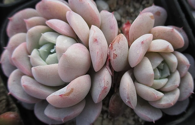 Echeveria Grace 10 Pieces Seeds