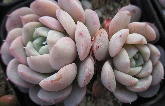 Echeveria Grace 10 Pieces Seeds