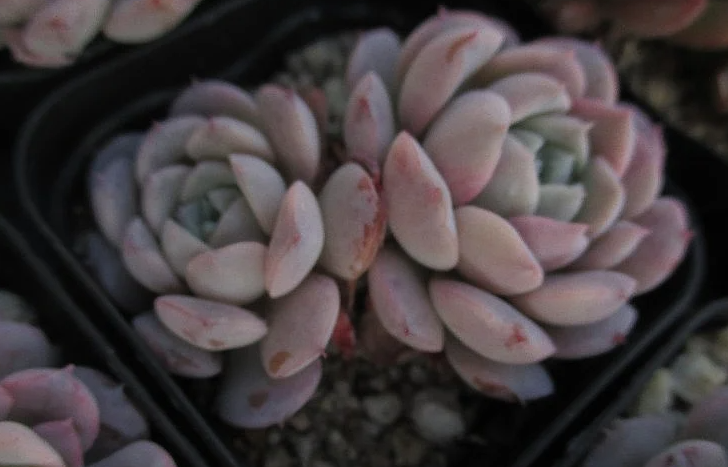Echeveria Grace 10 Pieces Seeds