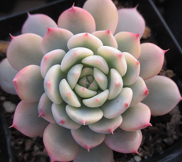 Echeveria Minima 10 Pieces Seeds