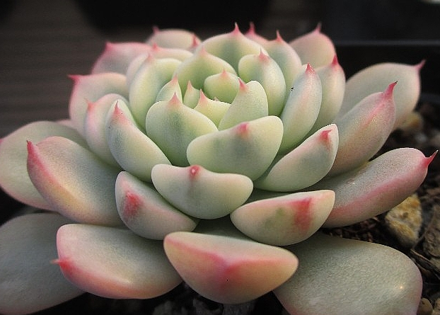 Echeveria Minima 10 Pieces Seeds