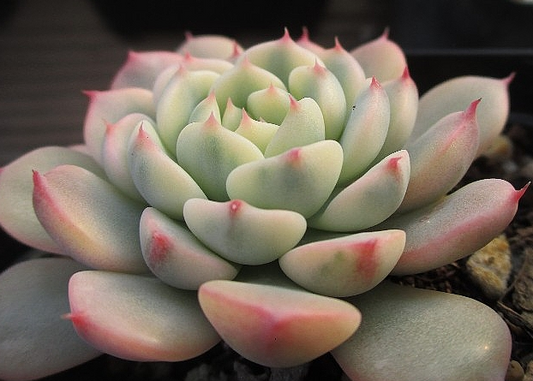Echeveria Minima 10 Pieces Seeds