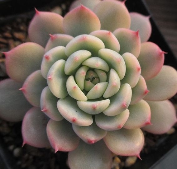 Echeveria Minima 10 Pieces Seeds