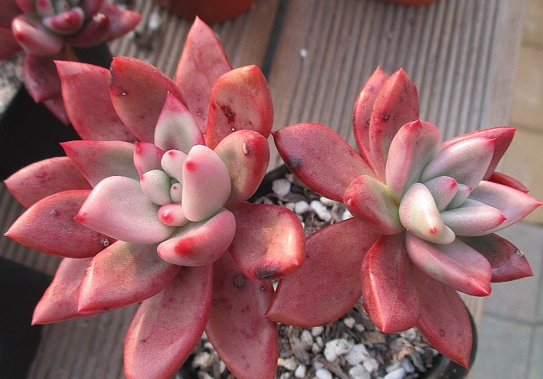 Echeveria Rubydona 10 Pieces Seeds