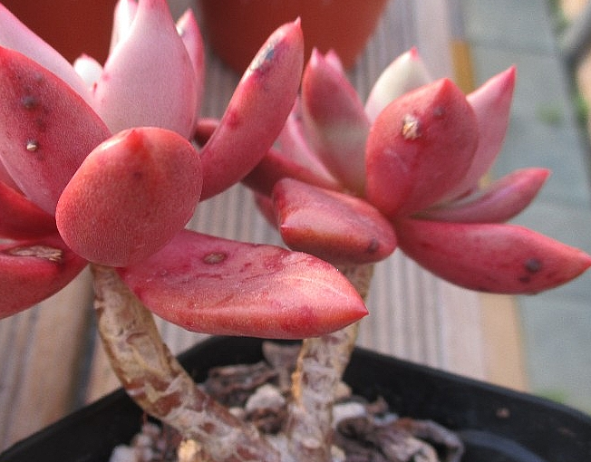 Echeveria Rubydona 10 Pieces Seeds