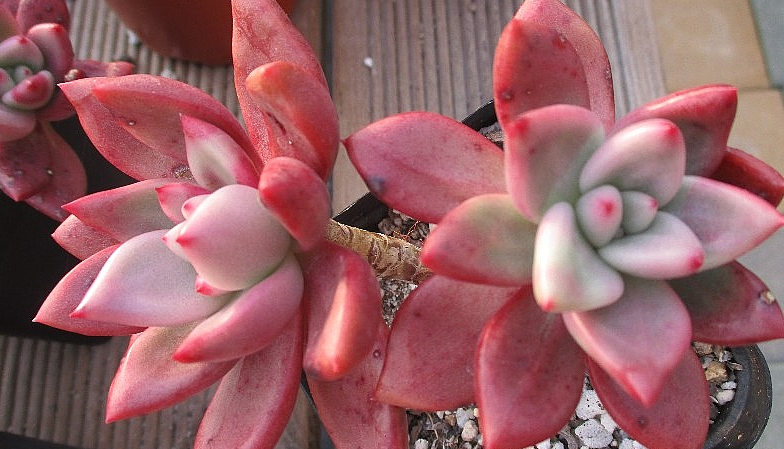 Echeveria Rubydona 10 Pieces Seeds