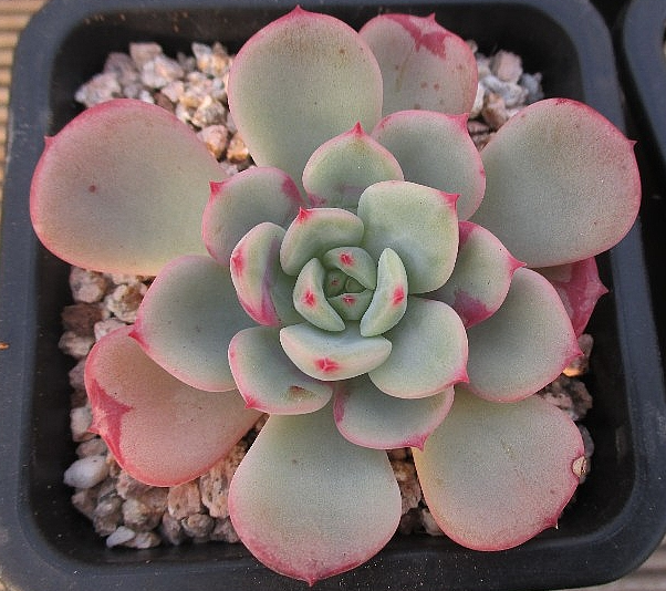 Echeveria Sensation 10 Pieces Seeds
