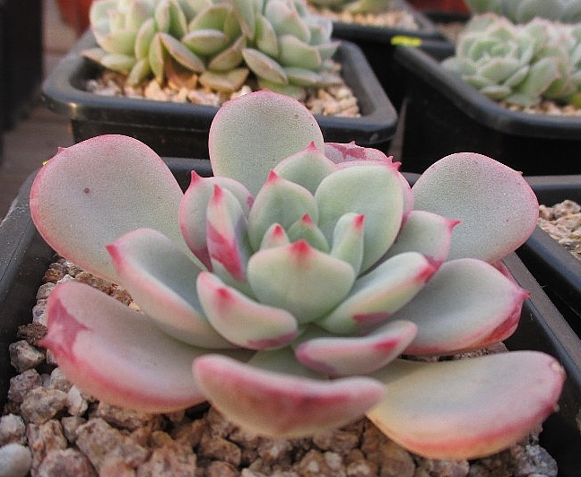 Echeveria Sensation 10 Pieces Seeds