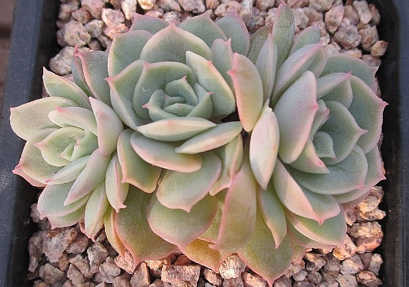 Echeveria cv Onslow 10 Pieces Seeds