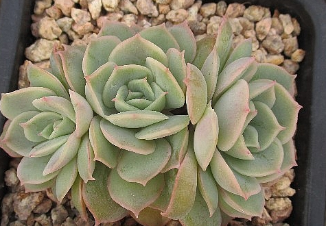 Echeveria cv Onslow 10 Pieces Seeds
