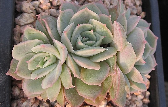 Echeveria cv Onslow 10 Pieces Seeds