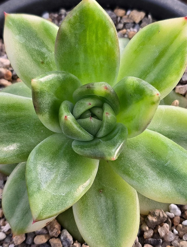 Echeveria Holiday 10 Pieces Seeds
