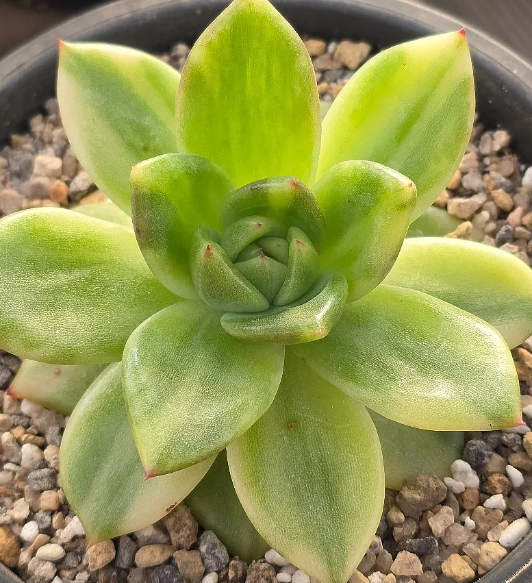 Echeveria Holiday 10 Pieces Seeds