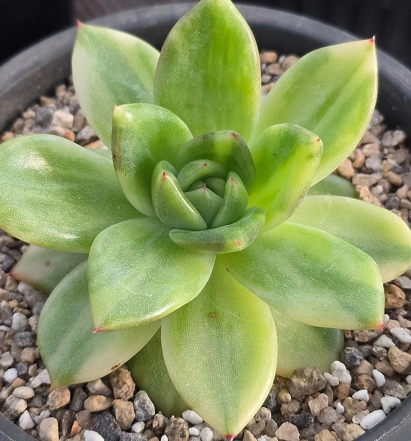 Echeveria Holiday 10 Pieces Seeds