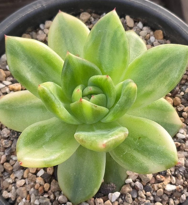 Echeveria Holiday 10 Pieces Seeds
