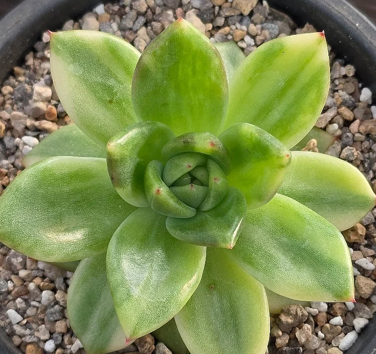Echeveria Holiday 10 Pieces Seeds