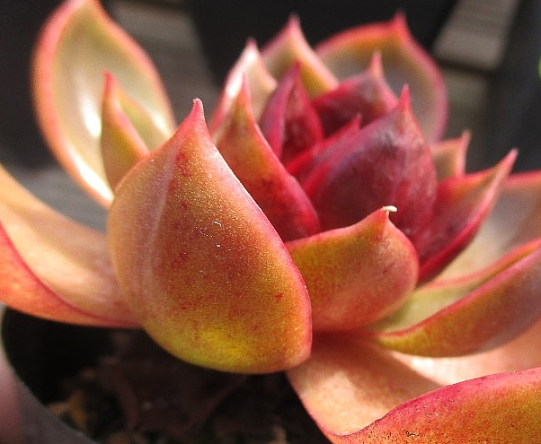 Echeveria Hongdeung 10 Pieces Seeds