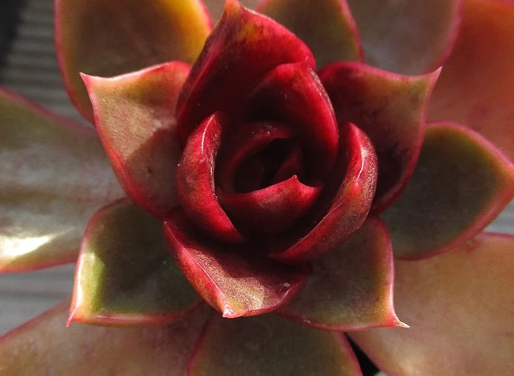 Echeveria Hongdeung 10 Pieces Seeds