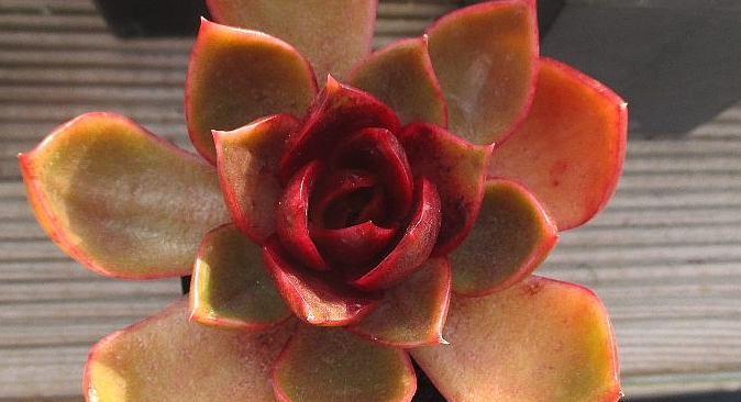 Echeveria Hongdeung 10 Pieces Seeds